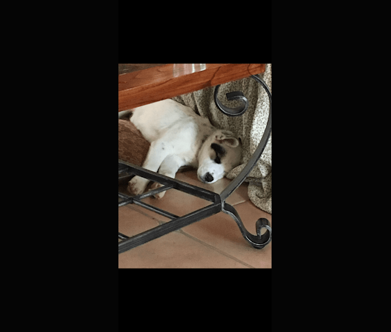 Toby, an American Pit Bull Terrier and Great Pyrenees mix tested with EmbarkVet.com