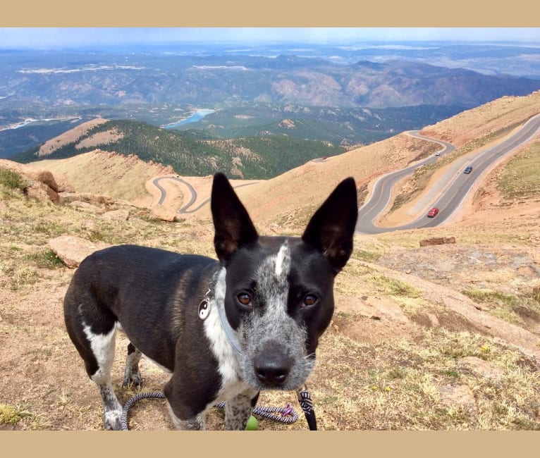 Pedals, an American Bully and Australian Cattle Dog mix tested with EmbarkVet.com