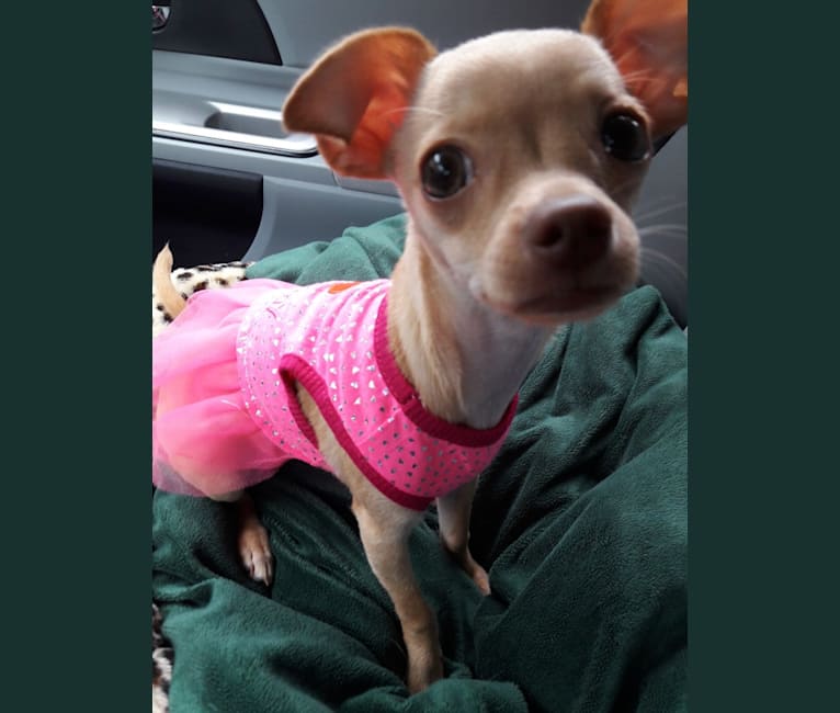 Photo of Bambi, a Chihuahua, Poodle (Small), and Mixed mix in Greenwood, AR, USA