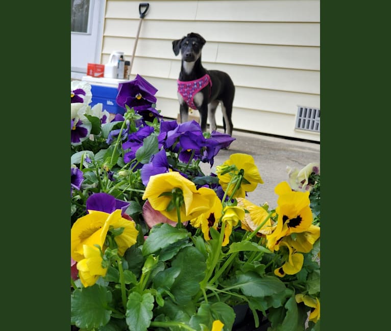 Nala Gholson, a German Shepherd Dog and Mountain Cur mix tested with EmbarkVet.com