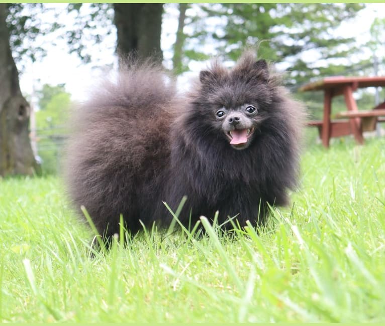 Luka, a Pomeranian tested with EmbarkVet.com