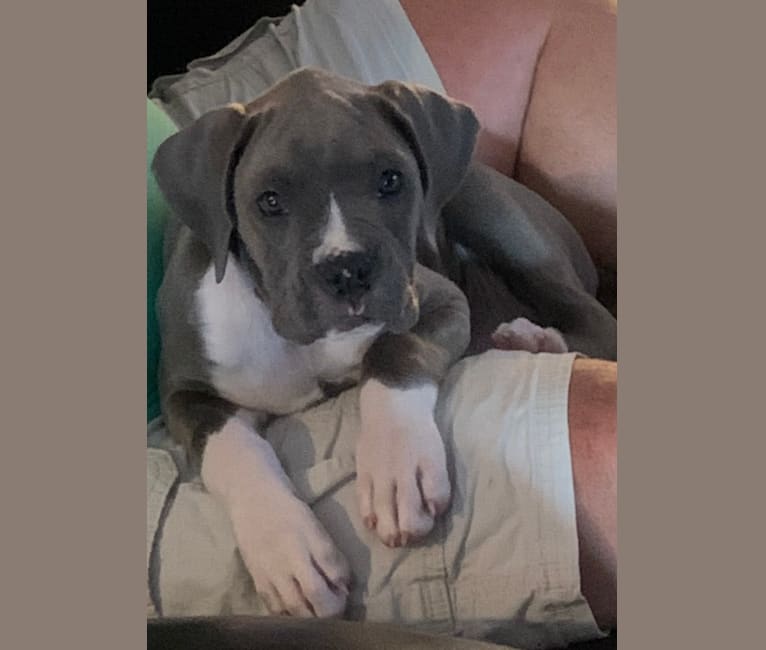 Gray 2025 boxer dog
