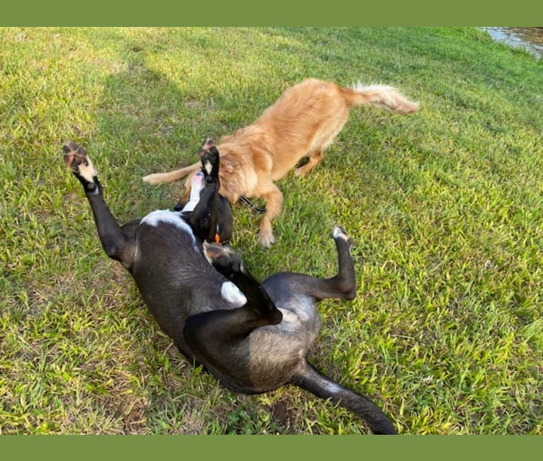 Photo of Bear, an American Pit Bull Terrier, Siberian Husky, Labrador Retriever, and German Shepherd Dog mix in Louisiana, USA