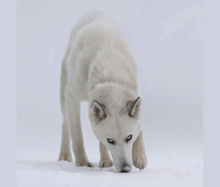 DEMON, a Siberian Husky and German Shepherd Dog mix tested with EmbarkVet.com