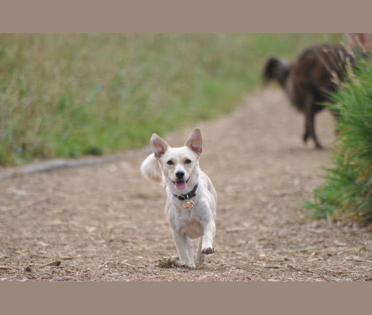 Dany, a Chihuahua and Shih Tzu mix tested with EmbarkVet.com