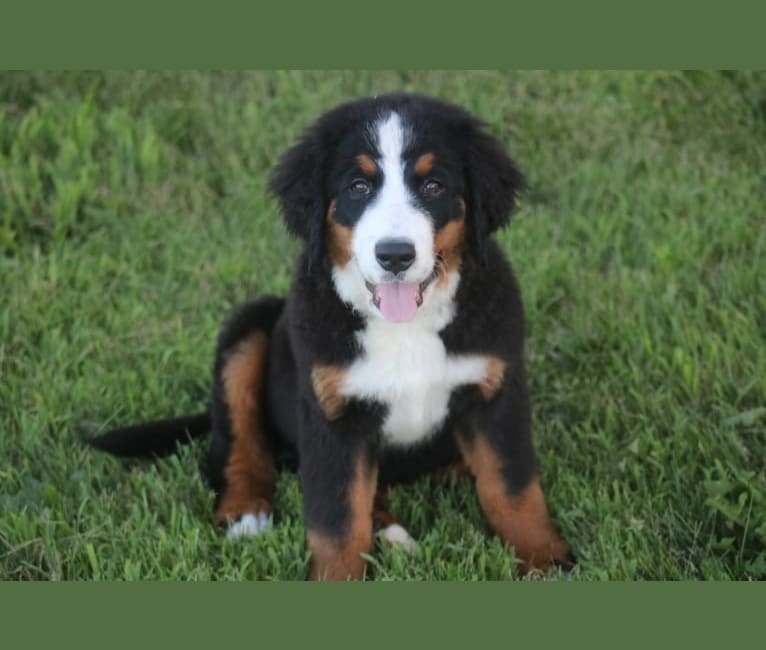 Photo of Dolly, a Bernese Mountain Dog 