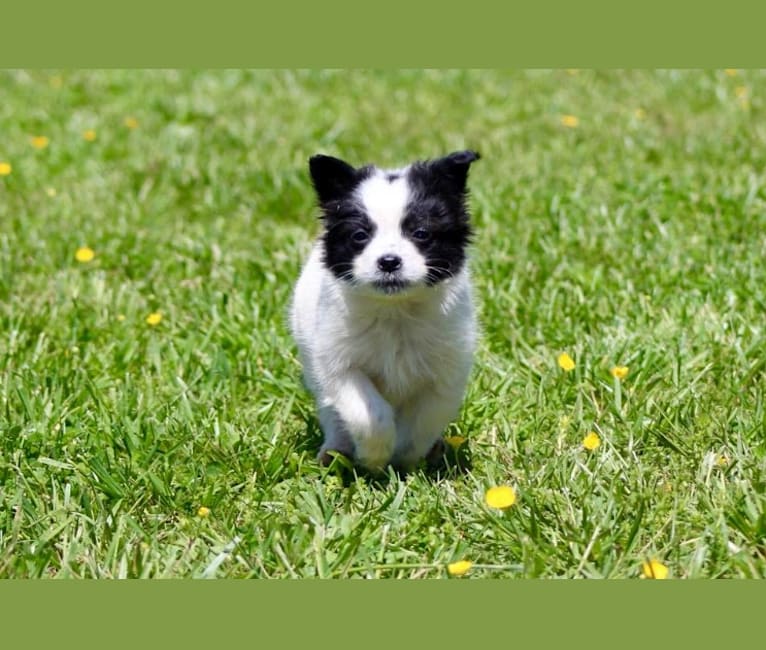 Rowan, a Chihuahua and German Shepherd Dog mix tested with EmbarkVet.com