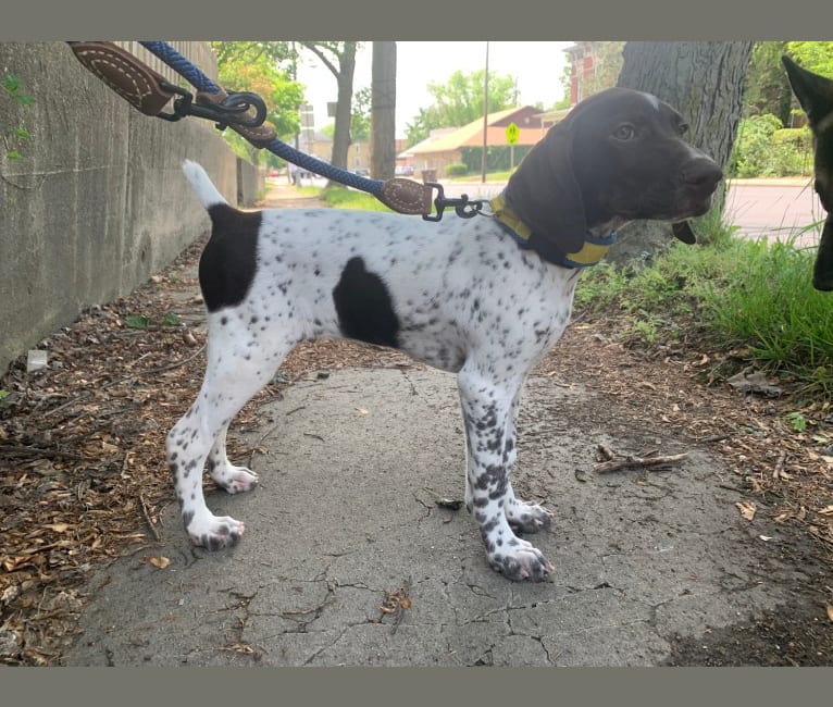 Jack, a German Shorthaired Pointer tested with EmbarkVet.com