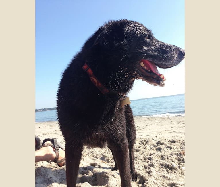 Tycho, an Australian Cattle Dog and Border Collie mix tested with EmbarkVet.com