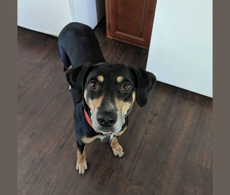 Halo, a Catahoula Leopard Dog tested with EmbarkVet.com