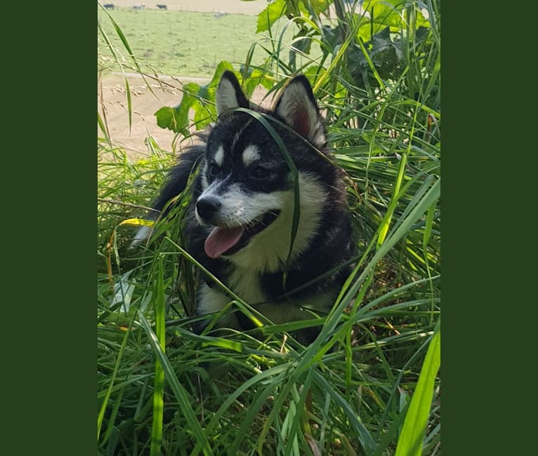 Pomsky Bandits Bandit, a Pomeranian and Siberian Husky mix tested with EmbarkVet.com