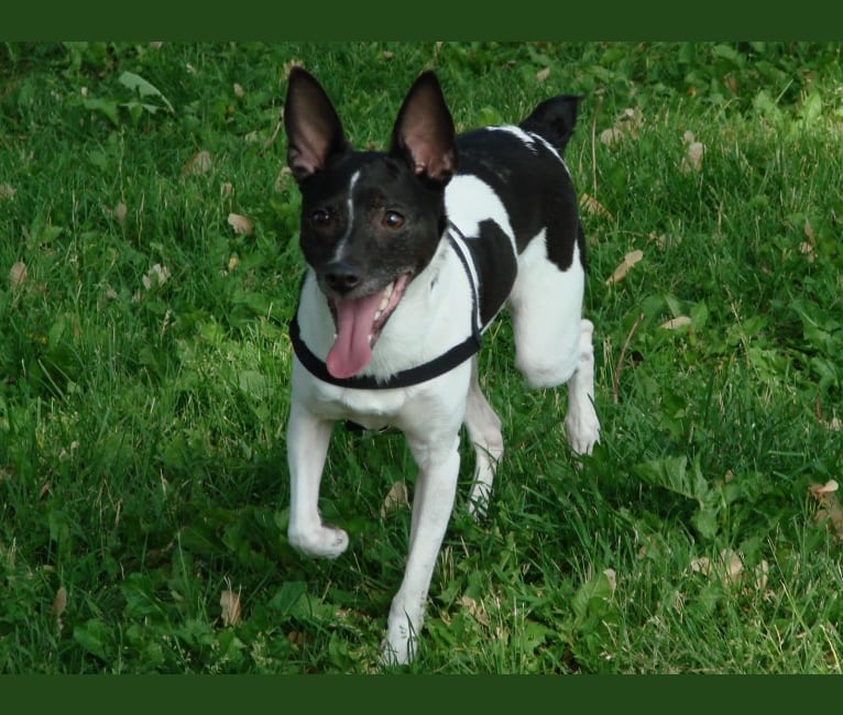 Photo of Taylor, a Rat Terrier  in Ohio, USA