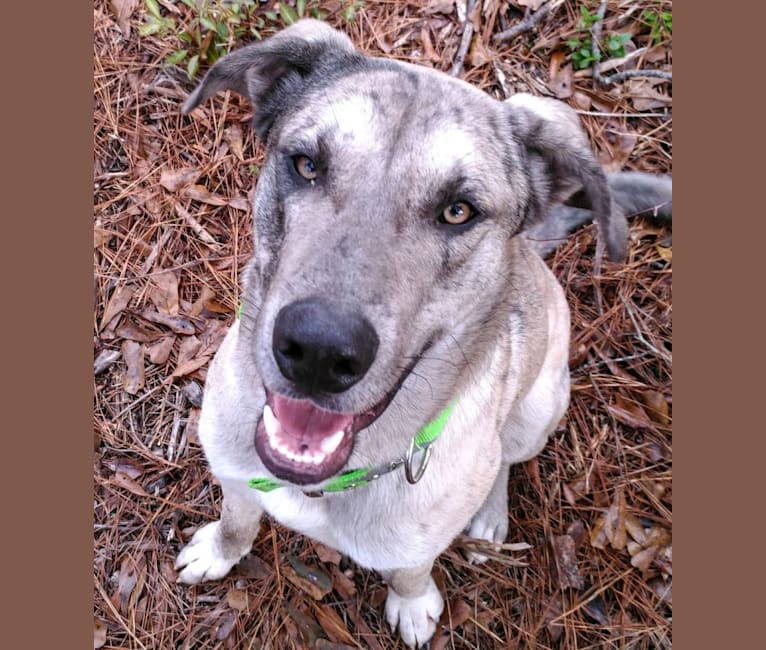 Photo of Luther, a Great Dane, Alaskan Malamute, and Siberian Husky mix in Vidor, Texas, USA