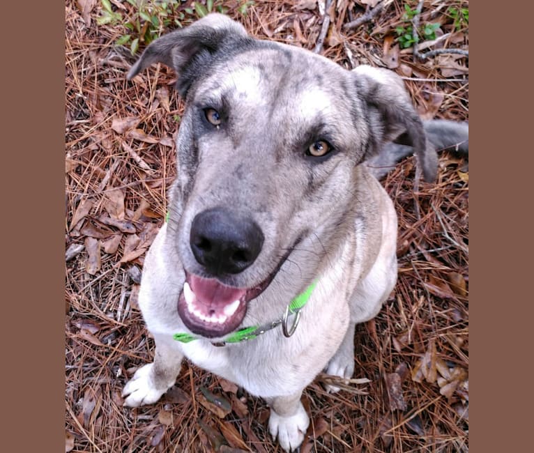 Luther, a Great Dane and Alaskan Malamute mix tested with EmbarkVet.com