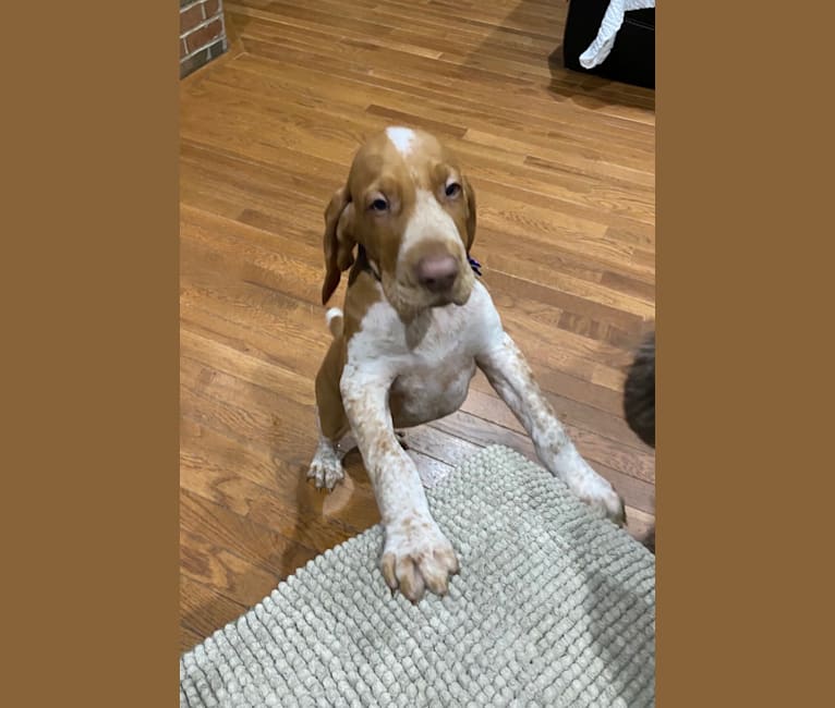 Archie, a Bracco Italiano tested with EmbarkVet.com