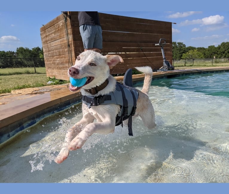 Summit, a Siberian Husky and American Pit Bull Terrier mix tested with EmbarkVet.com