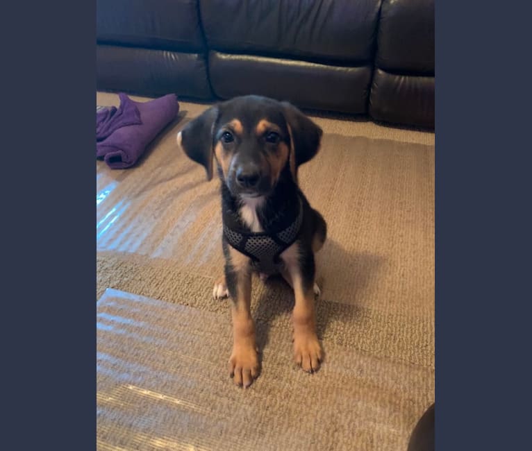 Embark Dog DNA Test Breed