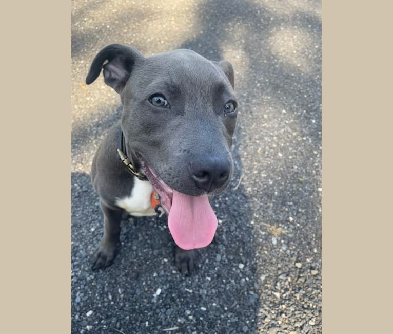 Oliver, an American Pit Bull Terrier tested with EmbarkVet.com