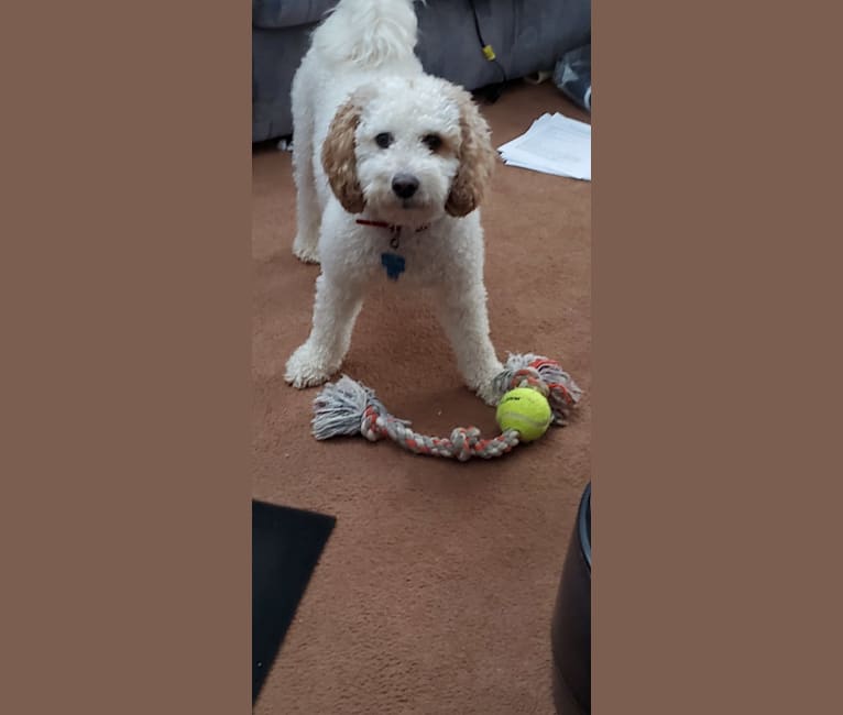 Stewie, a Cockapoo (4.5% unresolved) tested with EmbarkVet.com