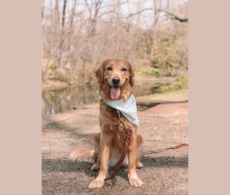 Marley, a Golden Retriever tested with EmbarkVet.com