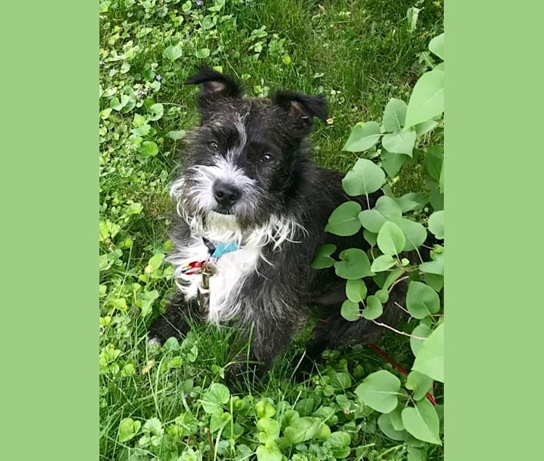 Gadget, a Boston Terrier and Havanese mix tested with EmbarkVet.com
