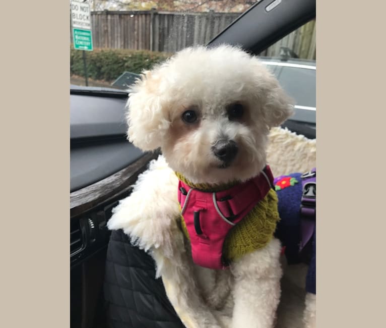 YUMI, a Maltipoo tested with EmbarkVet.com