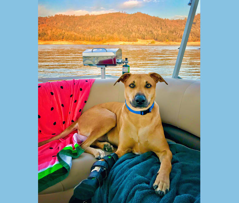 Cooper, a Catahoula Leopard Dog and Border Collie mix tested with EmbarkVet.com