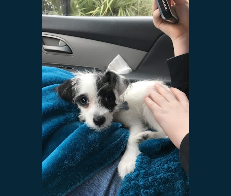 Penny, a Poodle (Small) and Maltese mix tested with EmbarkVet.com