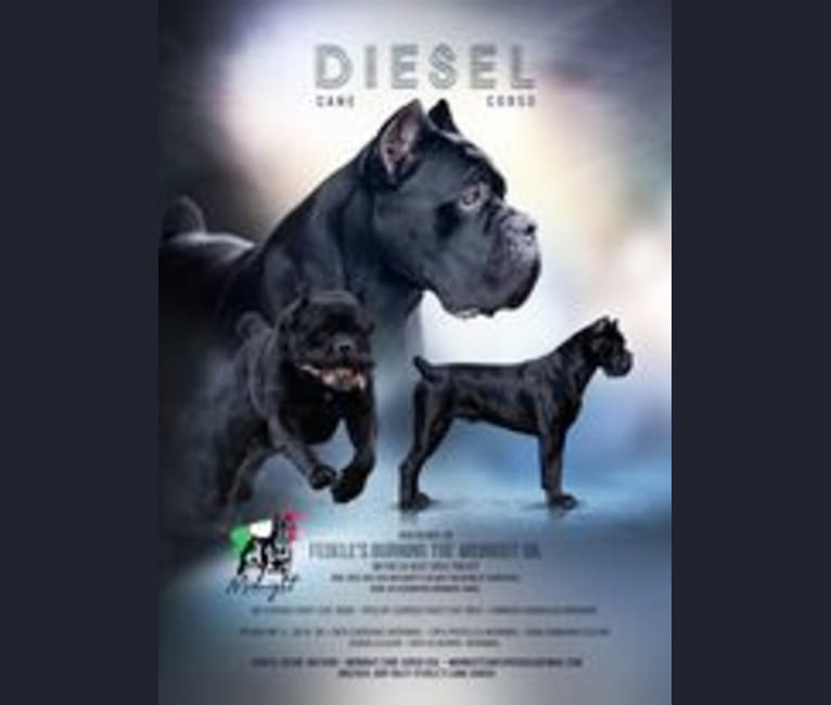 Diesel, a Cane Corso tested with EmbarkVet.com