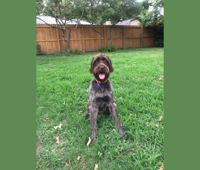 Whiskey, a Wirehaired Pointing Griffon tested with EmbarkVet.com