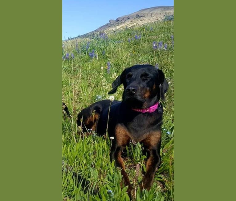 Black and tan rhodesian ridgeback discount