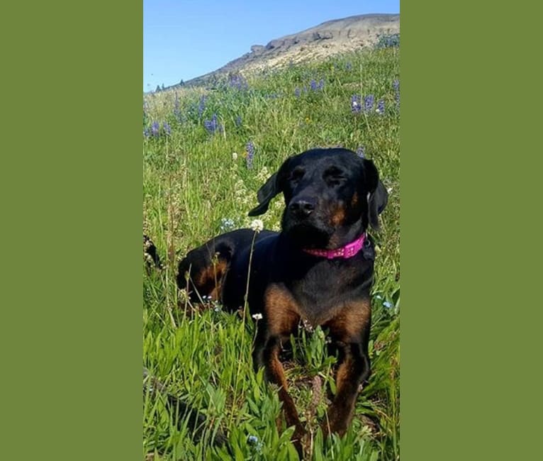 Cricket, a Rhodesian Ridgeback and Plott mix tested with EmbarkVet.com