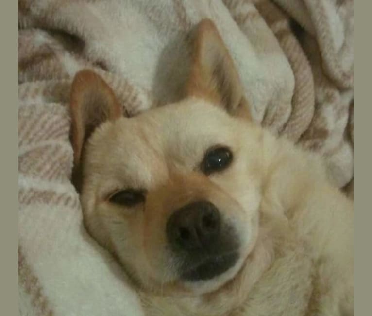 Sophia, a Chow Chow and Chihuahua mix tested with EmbarkVet.com
