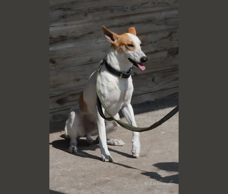 Photo of Berlin, a Carolina Dog  in Aiken, SC, USA