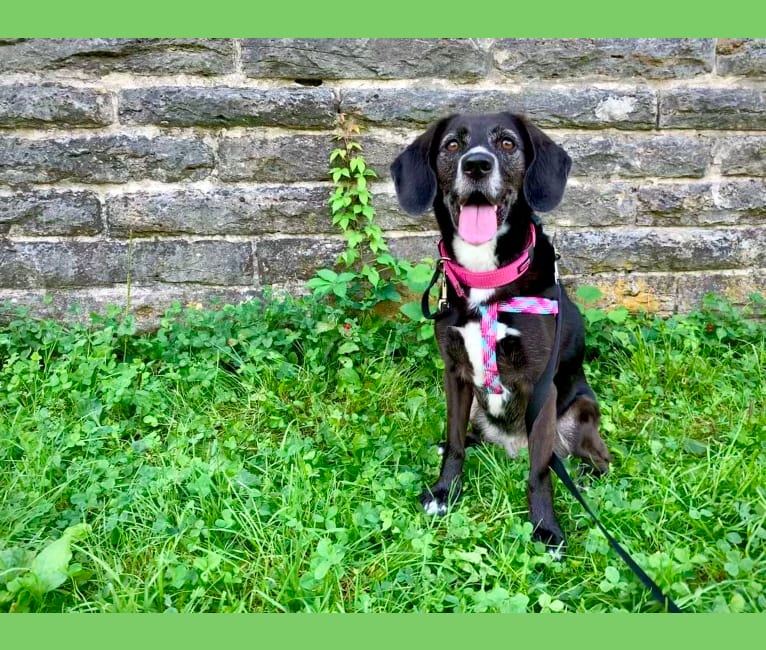 Olive Baker, a Beagle and Labrador Retriever mix tested with EmbarkVet.com