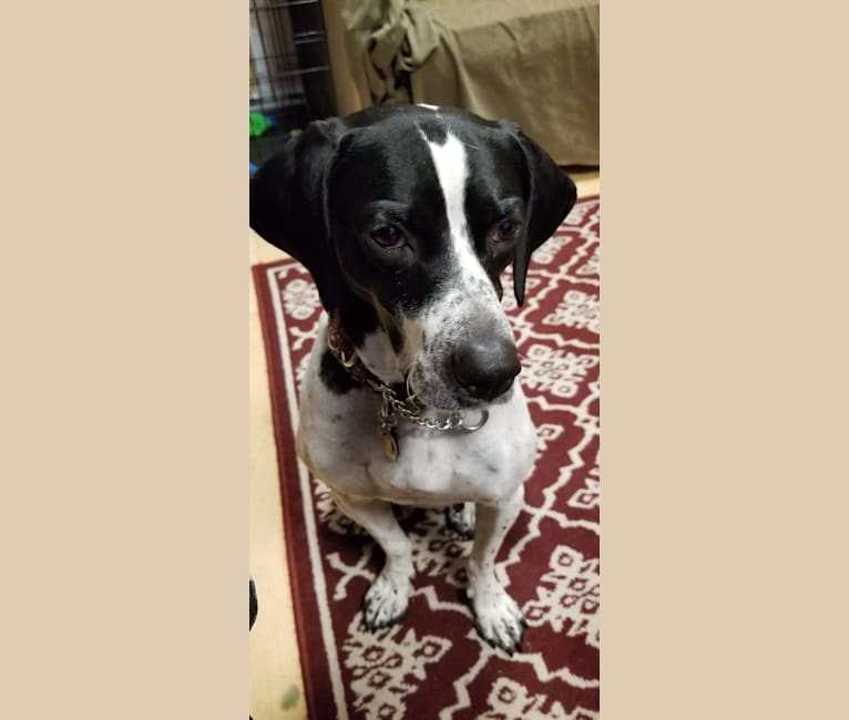 Layla, a Pointer tested with EmbarkVet.com