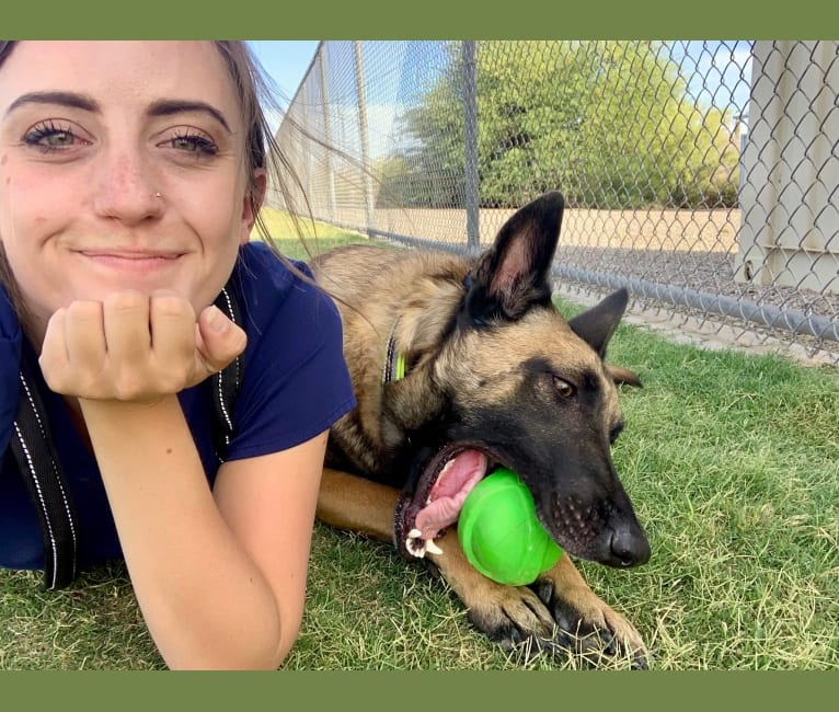 Malko, a Belgian Shepherd tested with EmbarkVet.com