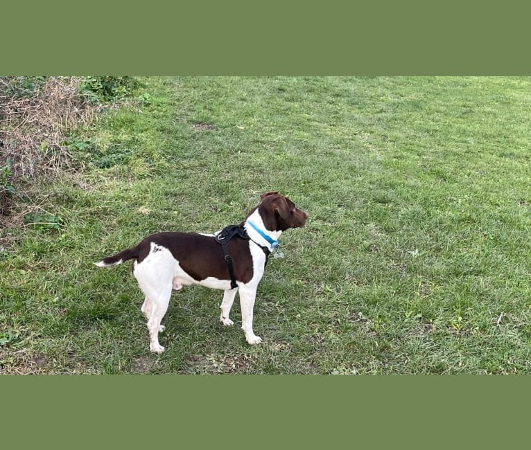 Guszti, a Russell-type Terrier and English Springer Spaniel mix tested with EmbarkVet.com