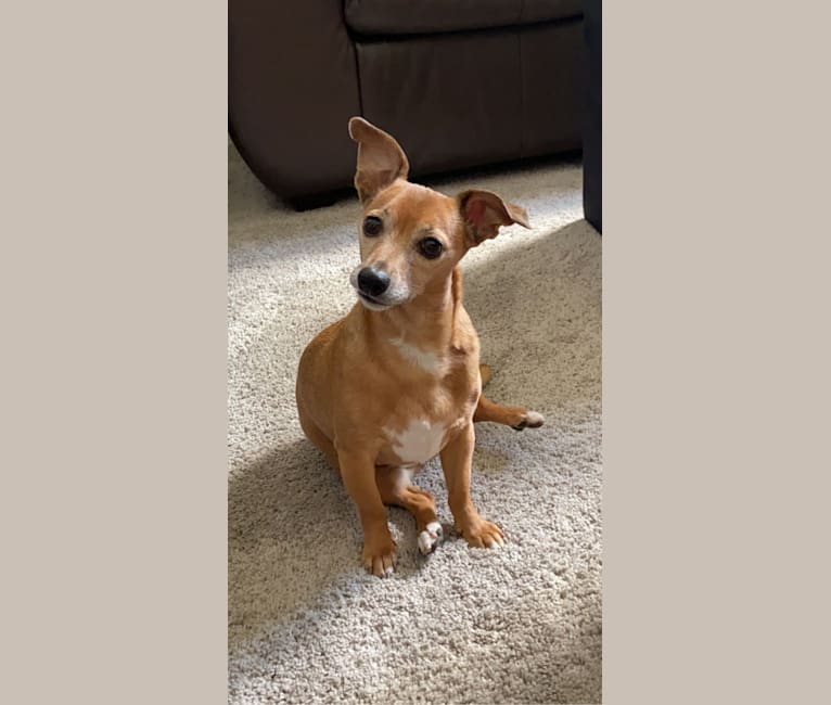 Karen, a Chihuahua and Dachshund mix tested with EmbarkVet.com