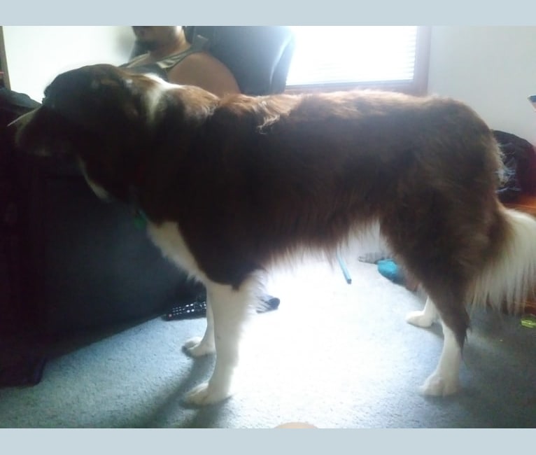 Atlas Mussatti, a Border Collie tested with EmbarkVet.com