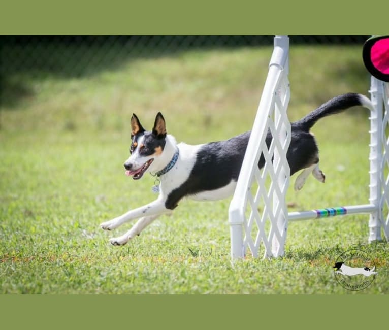 Fable, an Australian Cattle Dog and Siberian Husky mix tested with EmbarkVet.com