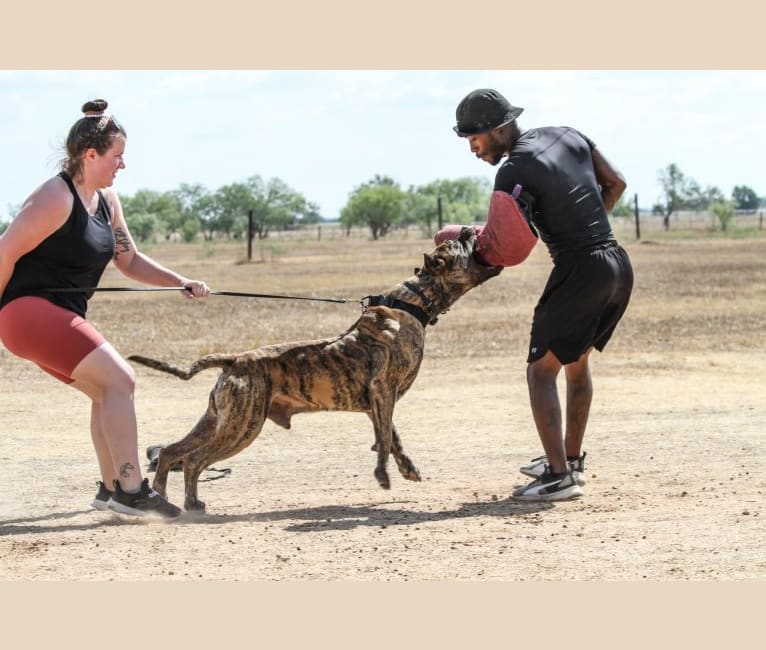 Jäger, a Perro de Presa Canario tested with EmbarkVet.com