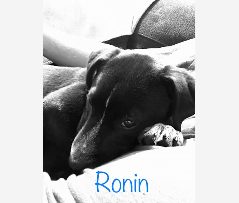 Ronin, an American Pit Bull Terrier and Beagle mix tested with EmbarkVet.com