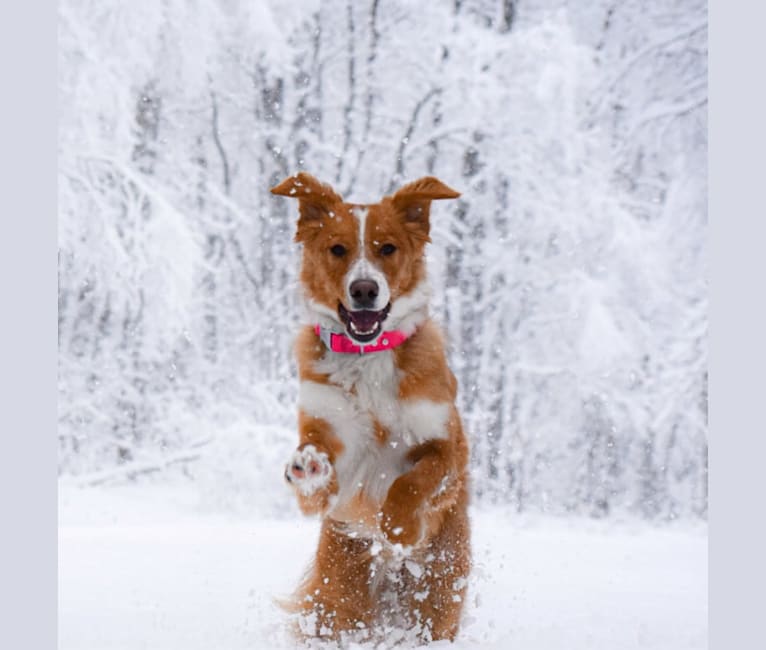 Honey, a Bernese Mountain Dog and German Shepherd Dog mix tested with EmbarkVet.com