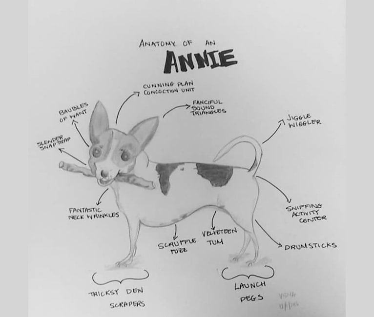 Photo of Anastasia "Annie" Betesh, a Chihuahua, Yorkshire Terrier, Rat Terrier, Shih Tzu, and Mixed mix in Miami, Florida, USA