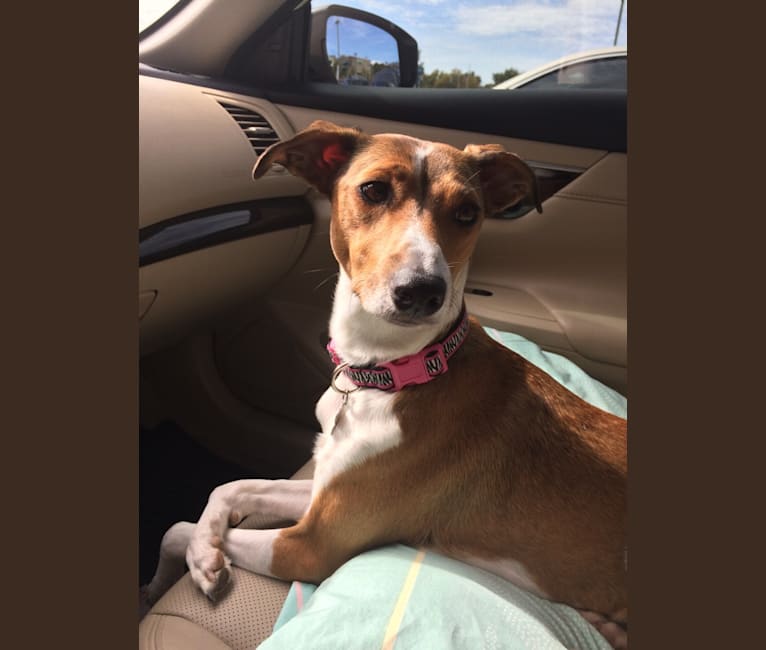 Italian greyhound shepherd hotsell mix