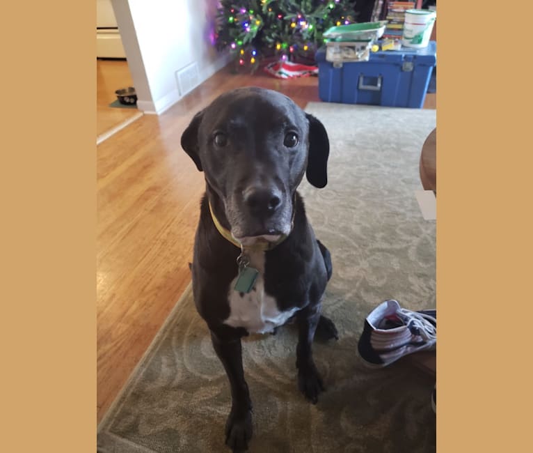 Embark Dog Dna Test Breed