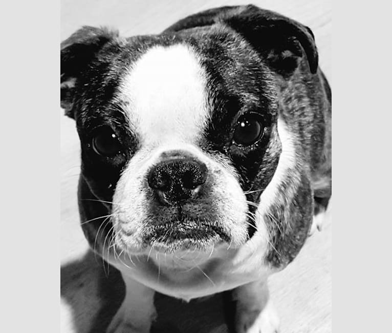 Bug, a Boston Terrier and Pug mix tested with EmbarkVet.com