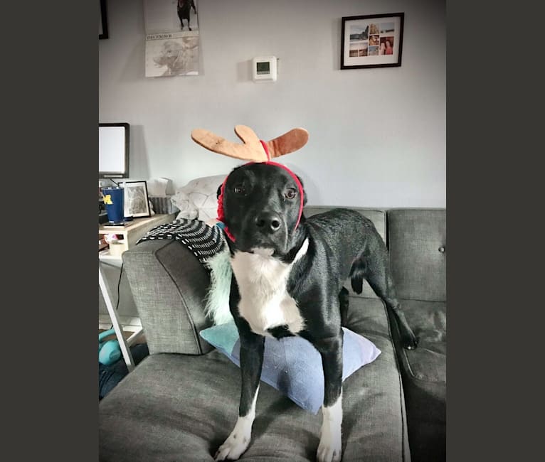 Ralph, an Australian Cattle Dog and American Pit Bull Terrier mix tested with EmbarkVet.com