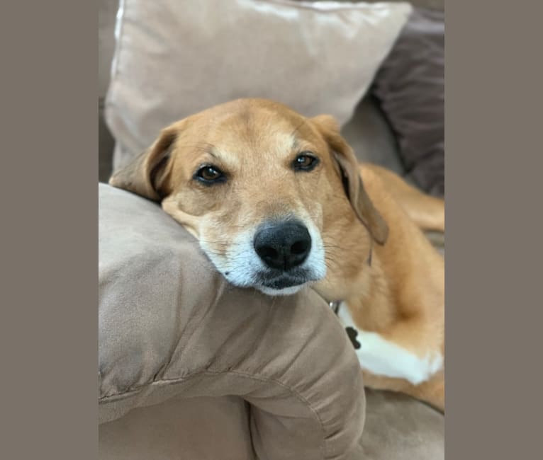 Bella, an American Foxhound and Beagle mix tested with EmbarkVet.com